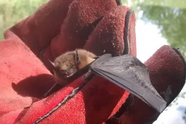 A common pipistrelle bat has had a miraculous escape after getting caught in a fishing line and was left suspended over a lake for days. EMN-170922-152230001