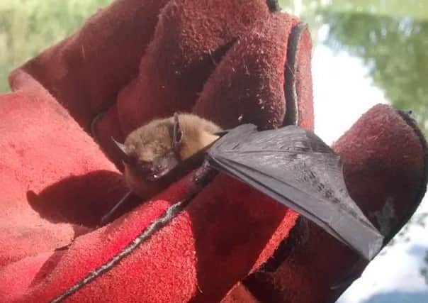 A common pipistrelle bat has had a miraculous escape after getting caught in a fishing line and was left suspended over a lake for days. EMN-170922-152230001