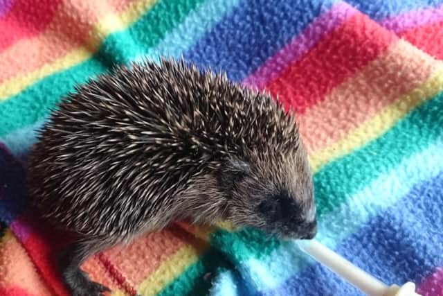 A baby hog being fed by Tracey Stevenson.