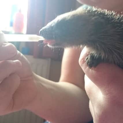 Tracey feeding one of the 367 hedeghogs she has rescued over the last six years.