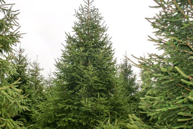 The tree selected by the Christmas in Boston Lights committee. Photo supplied.