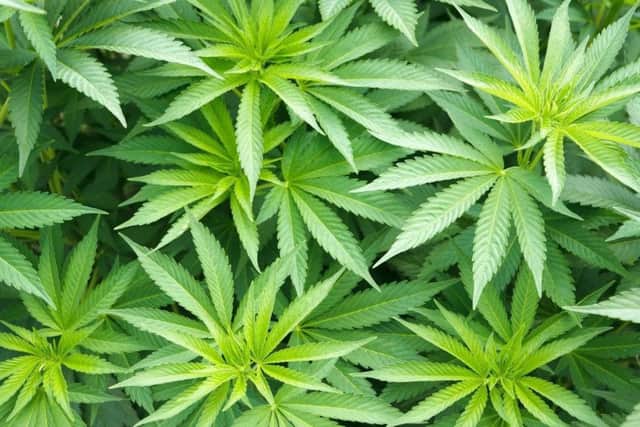 Cannabis.