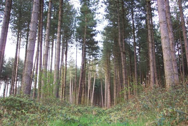 Willingham Woods EMN-170929-175531001