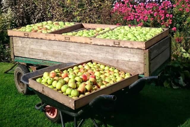 Apple day carts