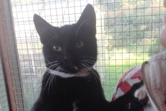 A male black and white cat has been found in Louth. Is he yours?