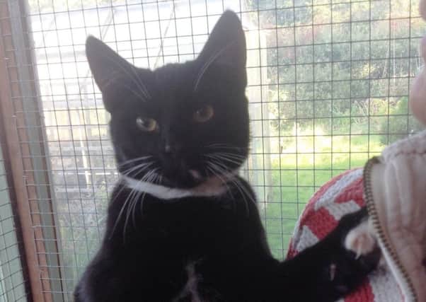 A male black and white cat has been found in Louth. Is he yours?