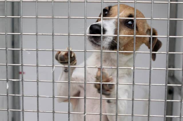 Dog owners in the East Midlands share their thoughts on leaving their pets at home.