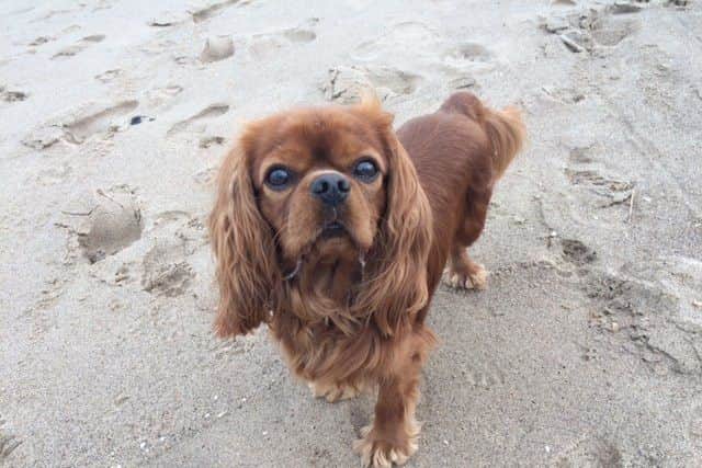 Tougher penalties have been put in place for dog owners who do not clean up after their pets. ANL-171110-152031001