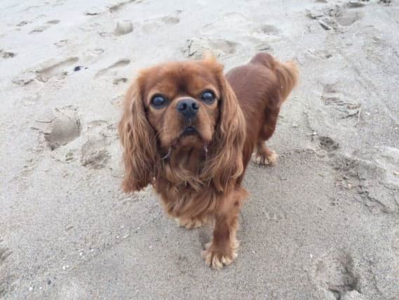 Tougher penalties have been put in place for dog owners who do not clean up after their pets. ANL-171110-152031001