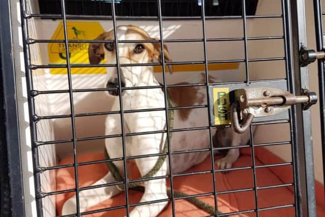 Seven men have been arrested, and seven dogs and two vehicles seized after what police describe as a series of incidents of hare coursing across the county today (Thursday).
