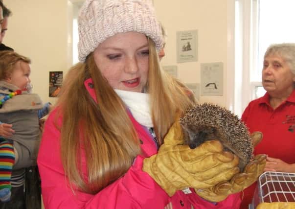 A young visitor to the Hedgehog Day at Gibraltar Point National Nature Reserve.