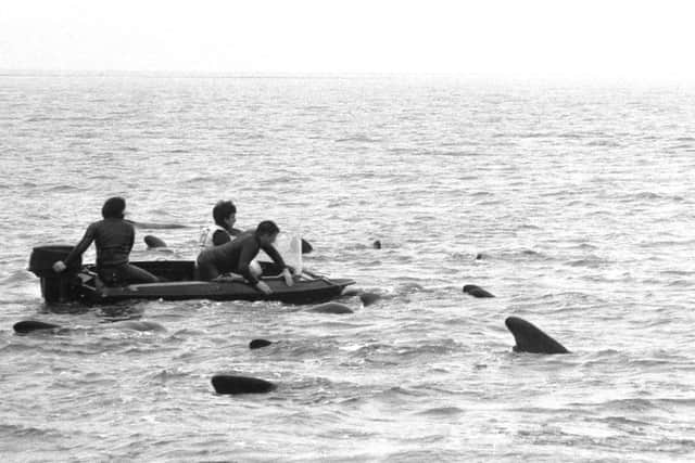 Rescuing whales in 1982.