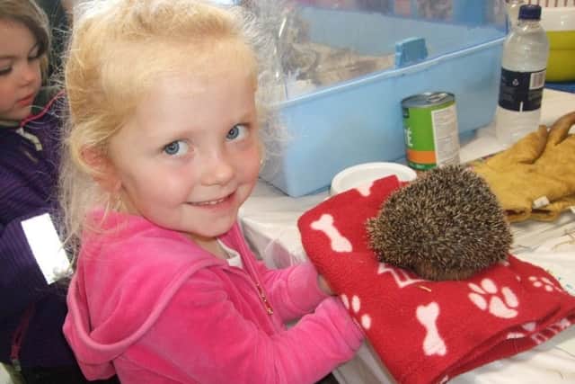 Another visitor to the Hedgehog Day.