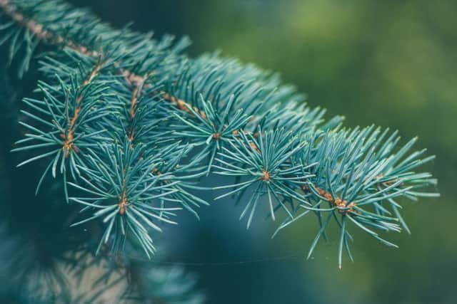 Recycle your Christmas tree in aid of charity.