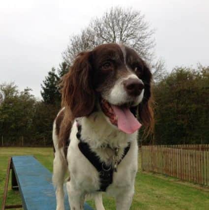 A dog enjoying the agility assault course at the dog park
