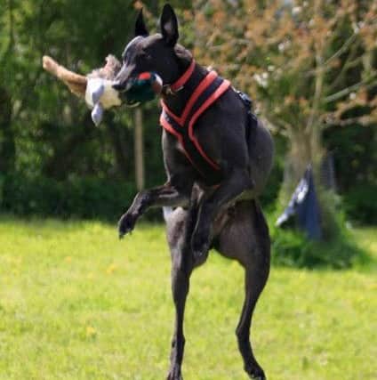 One of the dogs having fun at Sutterton dog park.