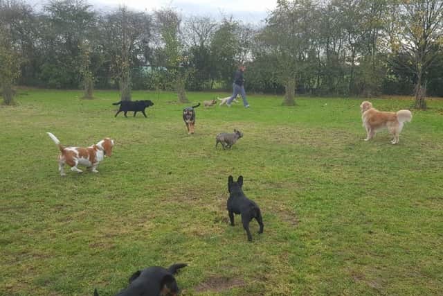 Sutterton dog park.