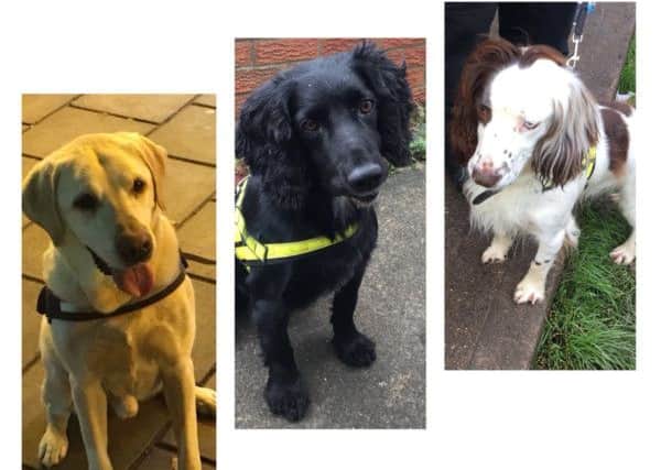 The police dogs who supported officers when drugs warrants were issued in Skegness, Ingoldmells and Wainfleet. ANL-171111-083248001